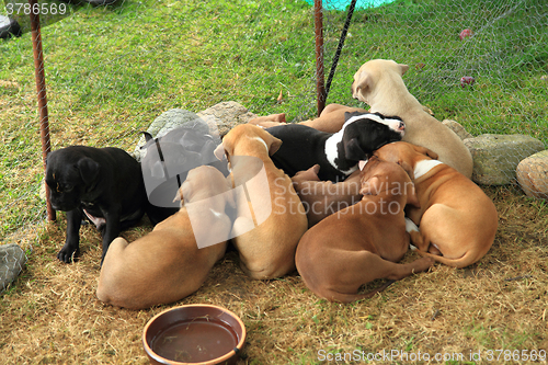 Image of group of American Pit Bull Terrier dogs