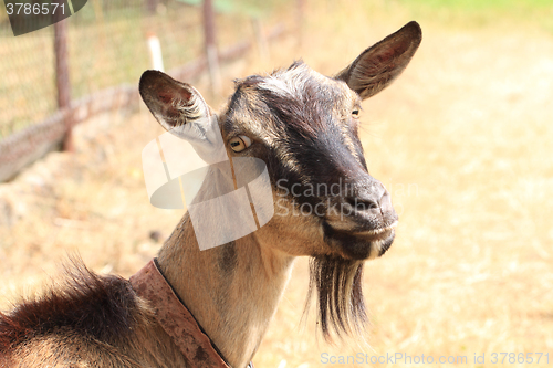 Image of young brown goat