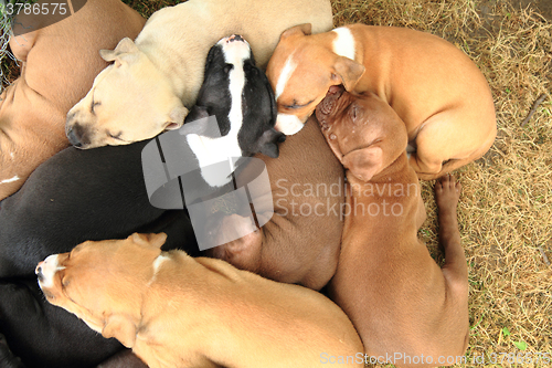 Image of group of American Pit Bull Terrier dogs