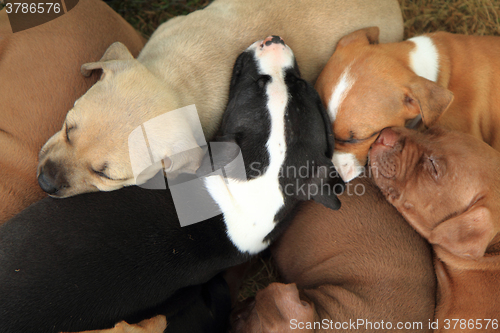 Image of group of American Pit Bull Terrier dogs