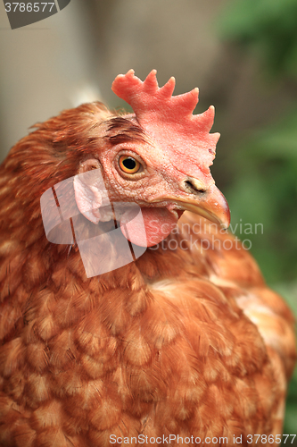 Image of red chicken from small home farm