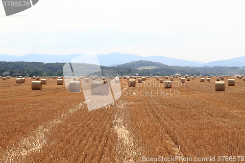 Image of czech autumn field