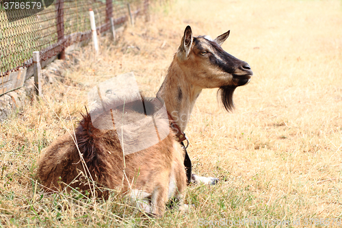 Image of young brown goat