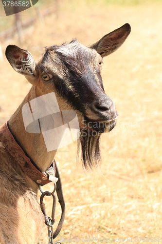 Image of young brown goat
