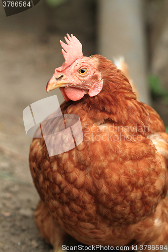 Image of red chicken from small home farm