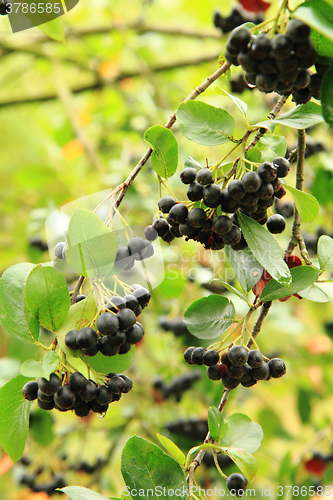 Image of Black ashberry plant with fruits