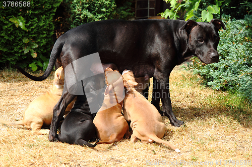 Image of American Pit Bull Terrier as dog mother