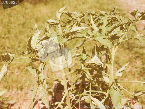 Image of Retro looking Plug tomato plant