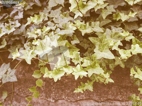 Image of Retro looking Ivy