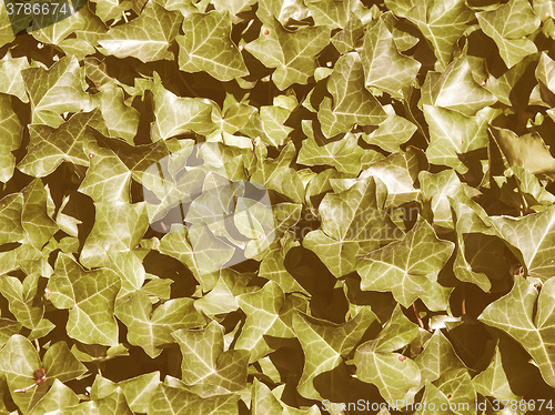 Image of Retro looking Ivy picture