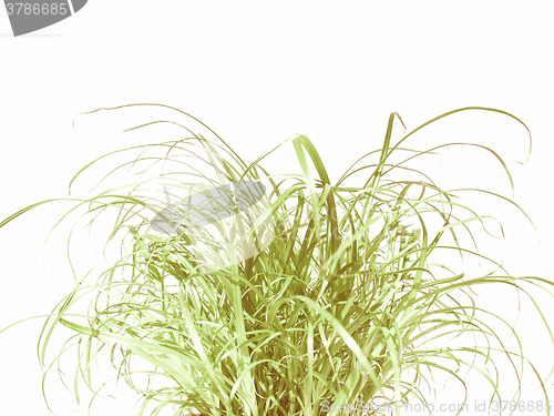 Image of Retro looking Grass meadow weed