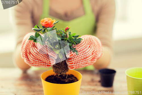 Image of close up of woman hands planting roses in pot