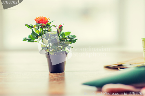 Image of close up of rose flower in pot on table at home