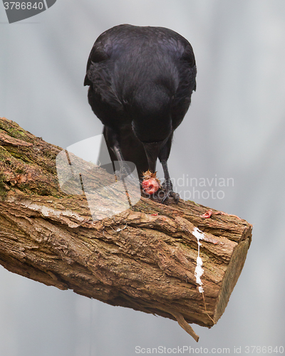 Image of Black crow eating