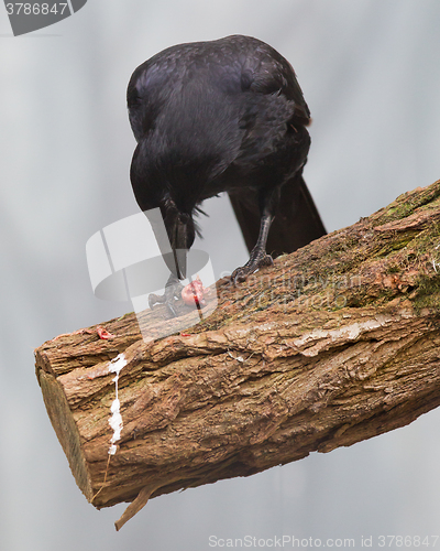 Image of Black crow eating