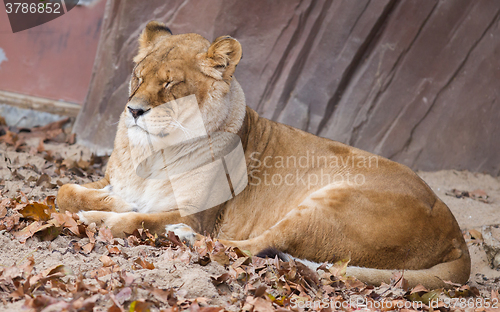 Image of Lion on alert