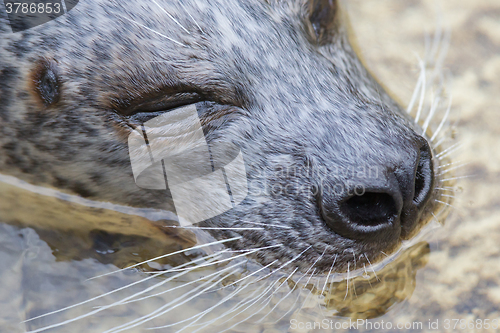 Image of Phoca vitulina, European common seal in the water