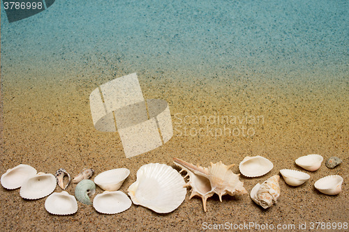 Image of Sea shells on sand. Summer beach background. 