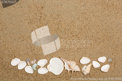 Image of Sea shells on sand. Summer beach background. 