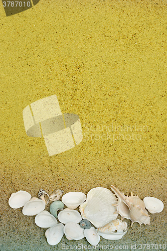 Image of Sea shells on sand. Summer beach background. 