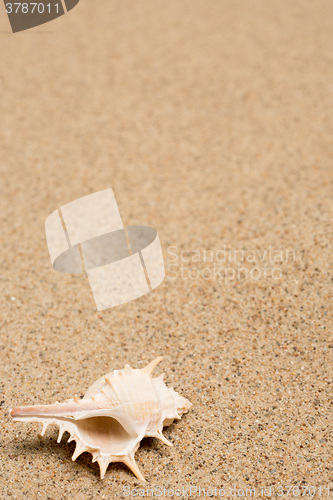 Image of Sea shells on sand. Summer beach background. 