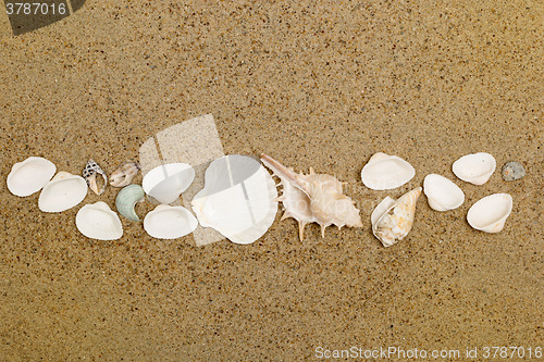 Image of Sea shells on sand. Summer beach background. 