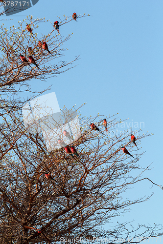 Image of large nesting colony of Nothern Carmine Bee-eater