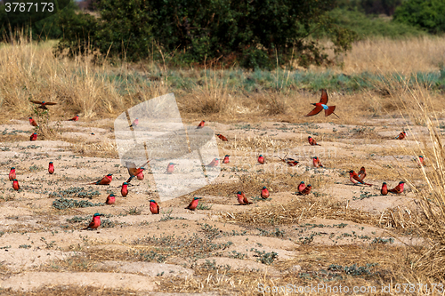 Image of large nesting colony of Nothern Carmine Bee-eater