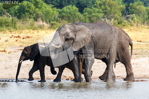 Image of Elephants drinking at waterhole