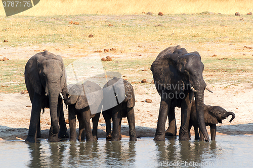Image of Elephants drinking at waterhole