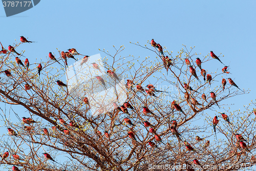 Image of large nesting colony of Nothern Carmine Bee-eater