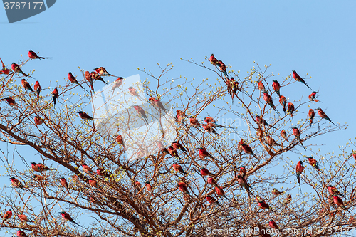 Image of large nesting colony of Nothern Carmine Bee-eater