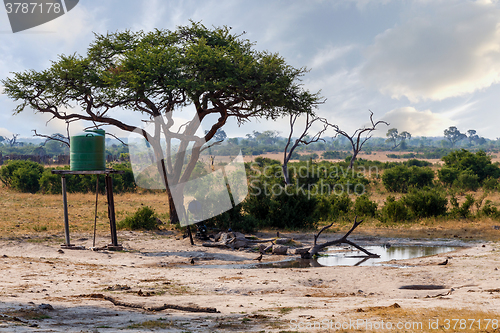 Image of Large Acacia tree in artificial waterhole