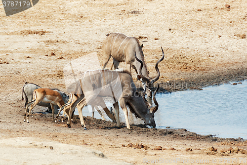 Image of kudu Antelope drinking at a muddy waterhole