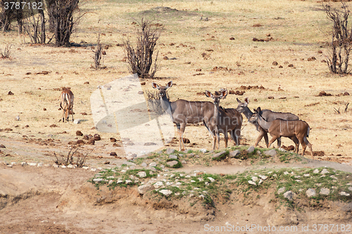 Image of kudu Antelope in hwankee