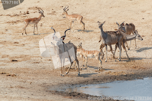 Image of kudu Antelope drinking at a muddy waterhole