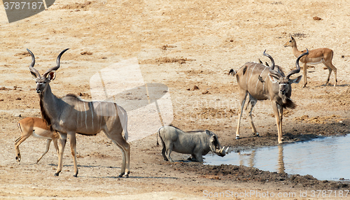 Image of kudu Antelope drinking at a muddy waterhole