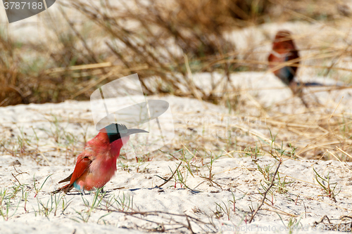 Image of large nesting colony of Nothern Carmine Bee-eater