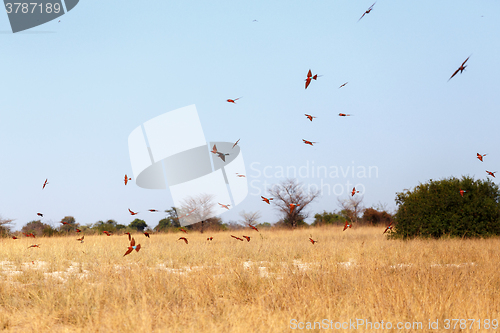 Image of large nesting colony of Nothern Carmine Bee-eater