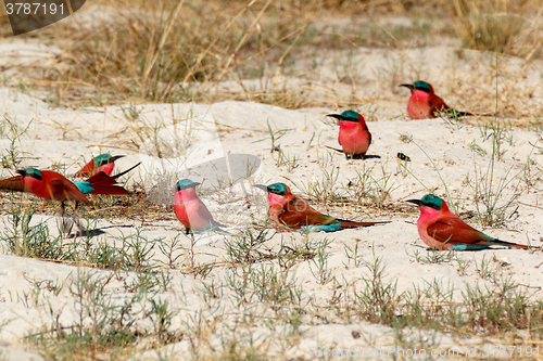 Image of large nesting colony of Nothern Carmine Bee-eater