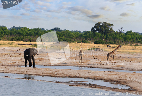 Image of Elephants and giraffes drinking at waterhole