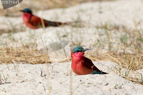 Image of large nesting colony of Nothern Carmine Bee-eater