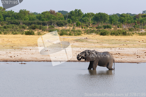 Image of Elephants and bathing drinking at waterhole