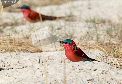 Image of large nesting colony of Nothern Carmine Bee-eater