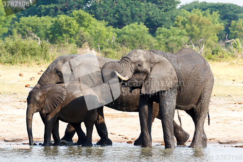 Image of Elephants drinking at waterhole