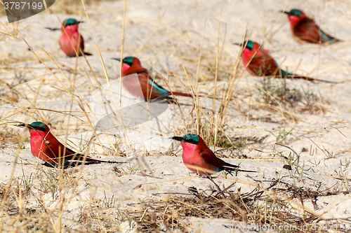 Image of large nesting colony of Nothern Carmine Bee-eater