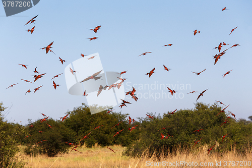 Image of large nesting colony of Nothern Carmine Bee-eater