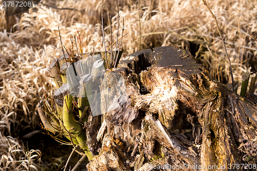 Image of nature stump as winter background