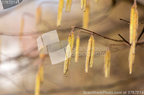 Image of Spring natural background