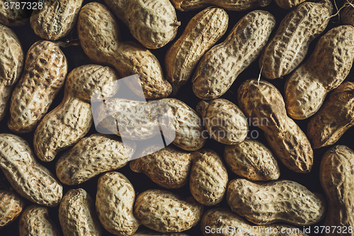 Image of Fresh peanuts in shell